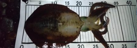 サーフエギング